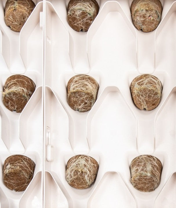 INDOOR HYDROPONIC GROW WALL