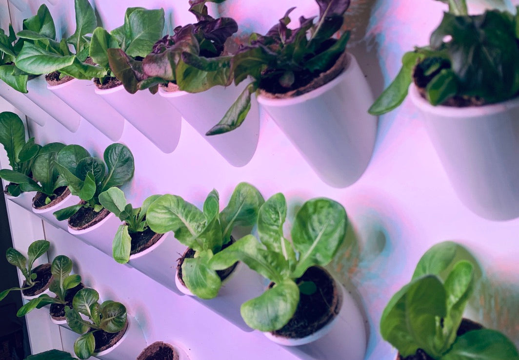 INDOOR HYDROPONIC GROW WALL