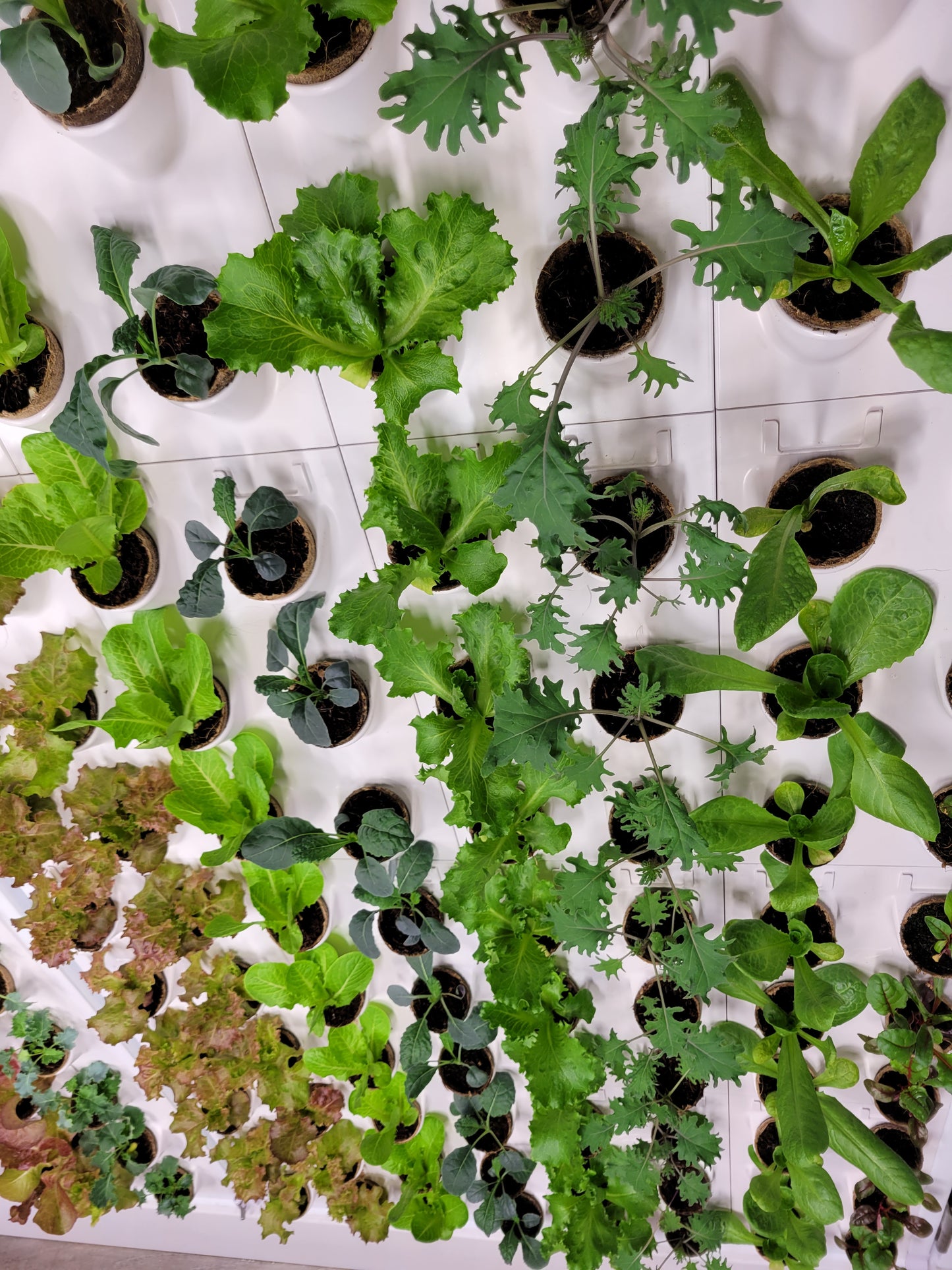 INDOOR HYDROPONIC GROW WALL