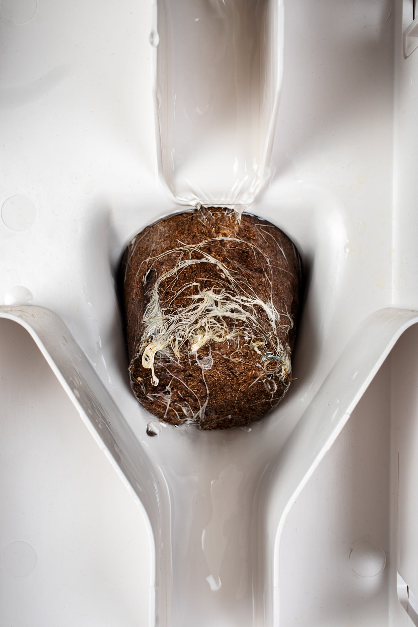 INDOOR HYDROPONIC GROW WALL