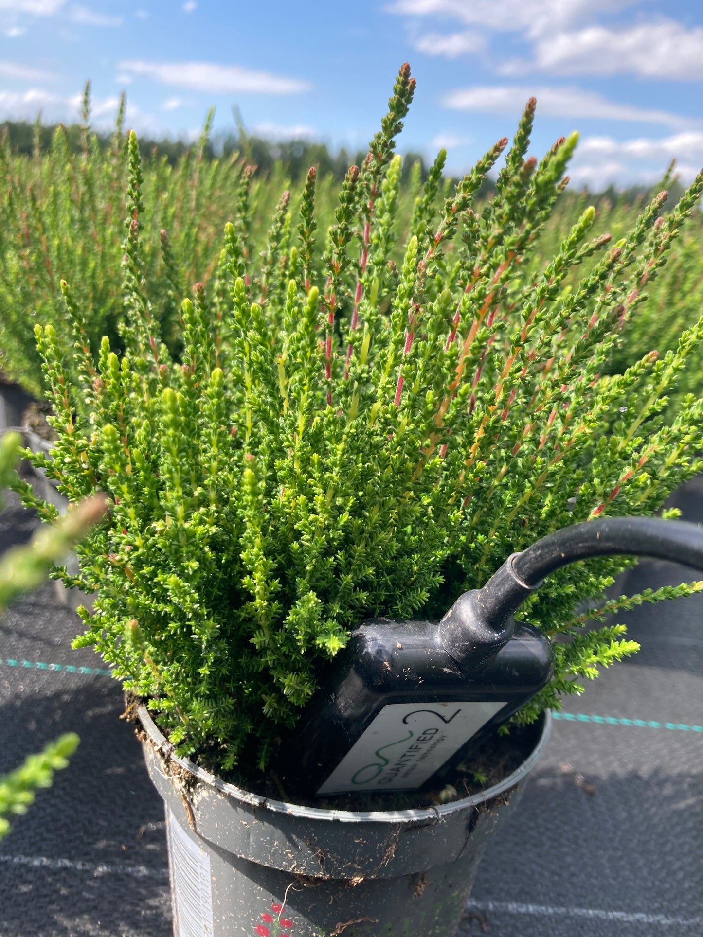  FIREFLY SERIES UNIVERSAL PROBE