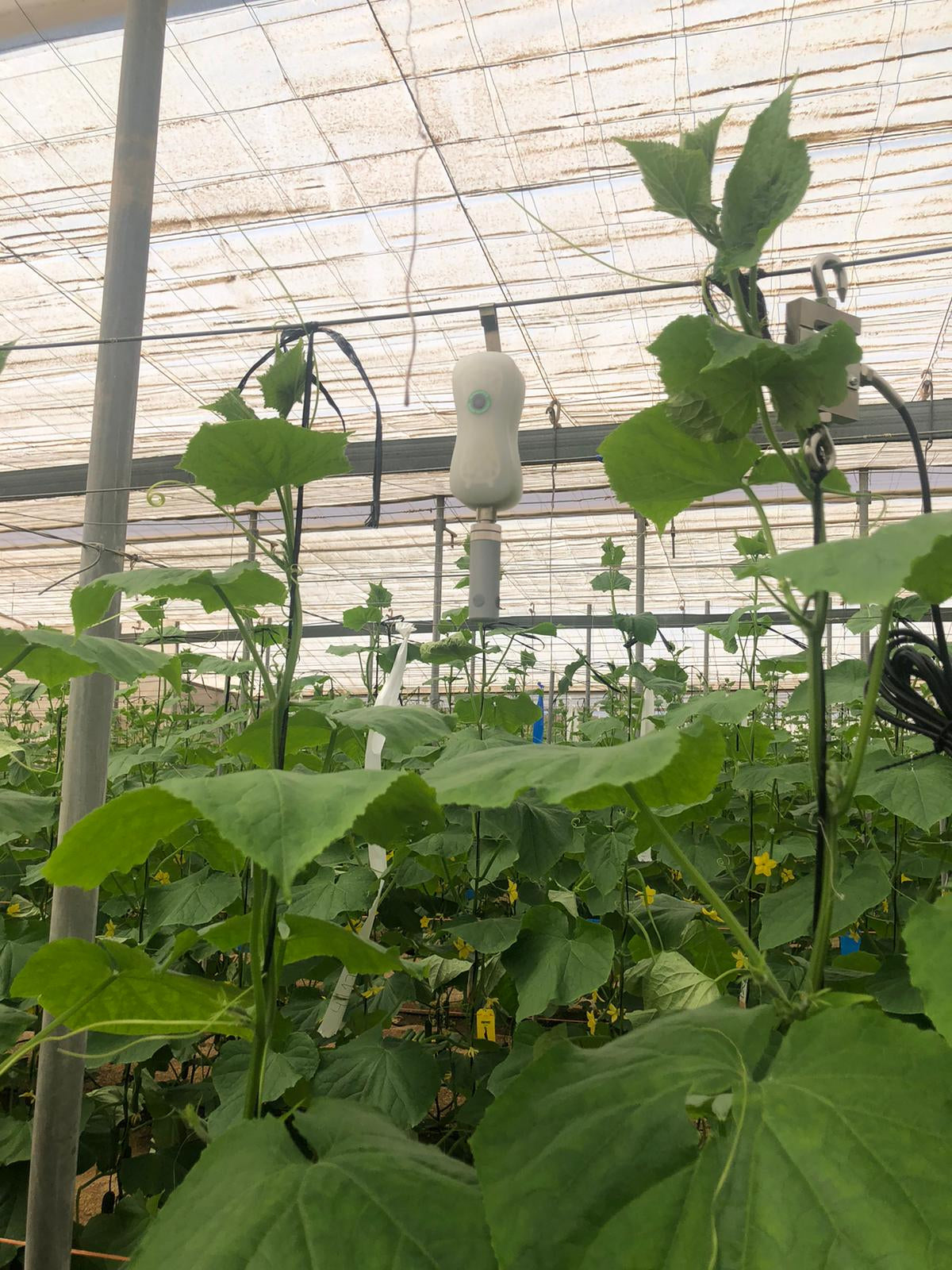  FIREFLY SERIES UNIVERSAL PROBE